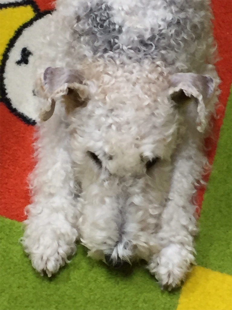 f:id:momo5586:20151211090031j:image f:id:momo5586:20151211090031j:image