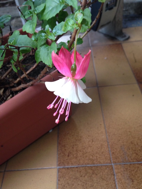 f:id:momocomagrove:20150310104806j:plain f:id:momocomagrove:20150310104806j:plain