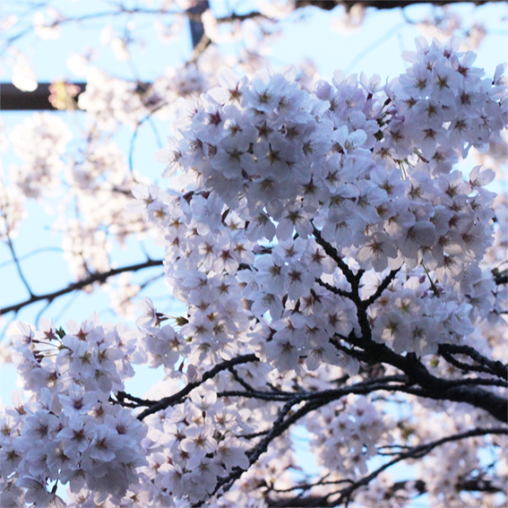 f:id:momocotan:20160418203725p:plain f:id:momocotan:20160418203725p:plain