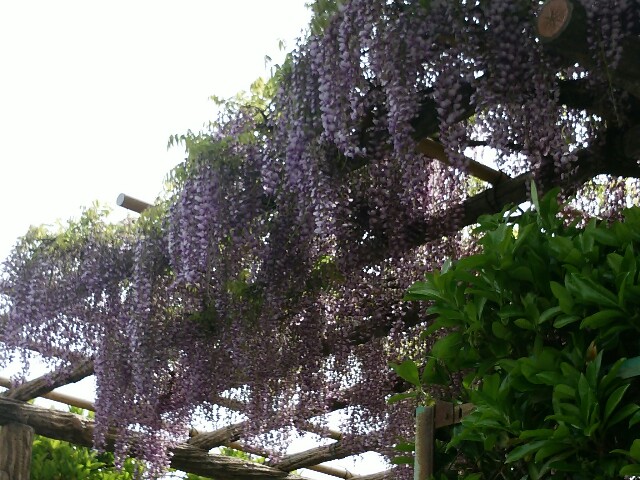 f:id:momosakukao1107:20160426181649j:image f:id:momosakukao1107:20160426181649j:image