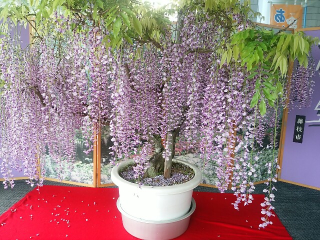 f:id:momosakukao1107:20160427132654j:image f:id:momosakukao1107:20160427132654j:image