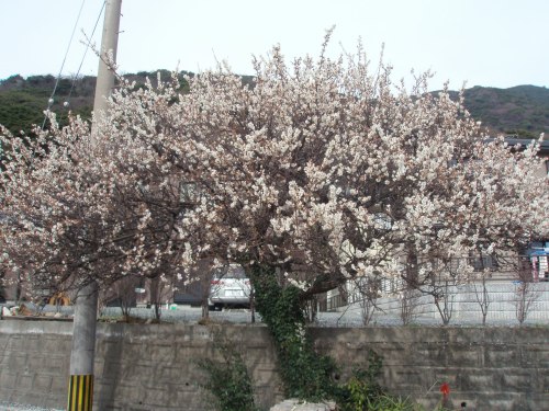 f:id:momosiro36:20100214211258j:image:w300 f:id:momosiro36:20100214211258j:image:w300