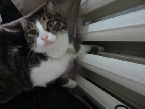 f:id:monmole:20131020121642j:image