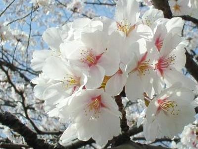 f:id:monobetoshiyuki:20080407001352j:image:left f:id:monobetoshiyuki:20080407001352j:image:left
