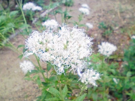 f:id:monobetoshiyuki:20081025144413j:image f:id:monobetoshiyuki:20081025144413j:image