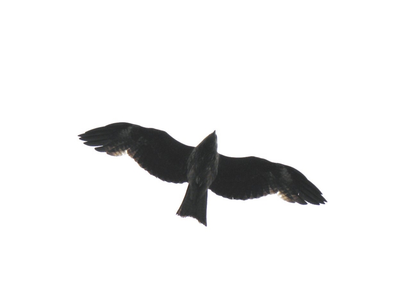 f:id:mooncats:20110509115304j:image f:id:mooncats:20110509115304j:image