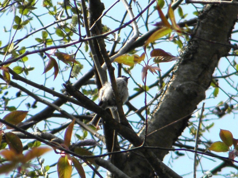 f:id:mooncats:20110519183926j:image f:id:mooncats:20110519183926j:image