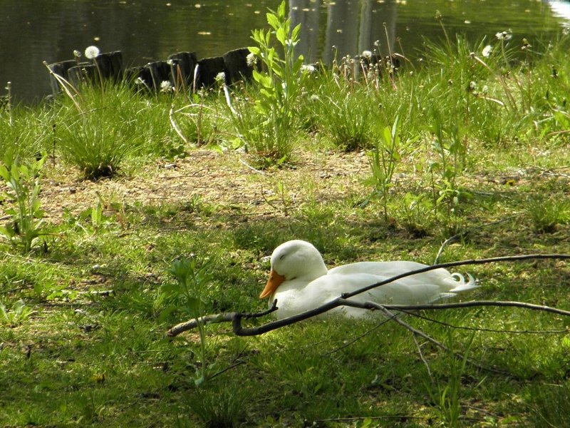 f:id:mooncats:20110602135712j:image f:id:mooncats:20110602135712j:image