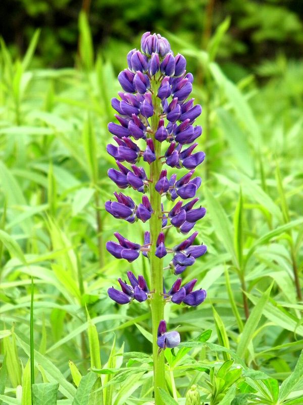 f:id:mooncats:20110612192910j:image f:id:mooncats:20110612192910j:image