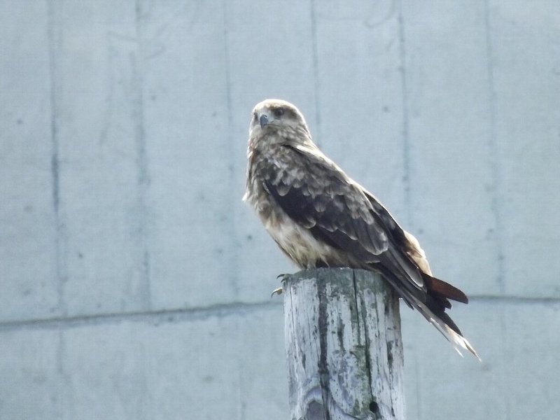 f:id:mooncats:20110807220241j:image f:id:mooncats:20110807220241j:image