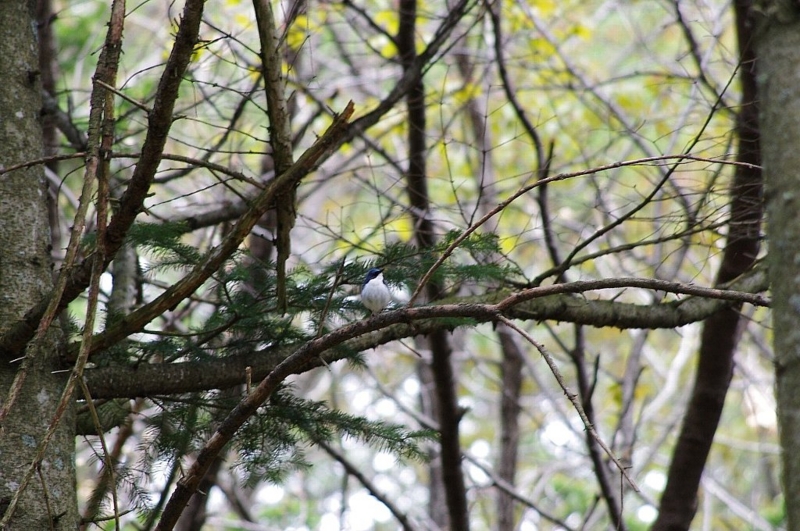 f:id:mooncats:20120519152633j:image f:id:mooncats:20120519152633j:image