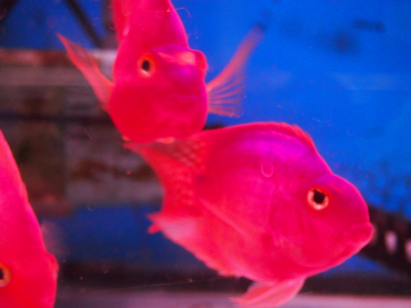 f:id:moory_ebioka:20120910125007j:plain f:id:moory_ebioka:20120910125007j:plain