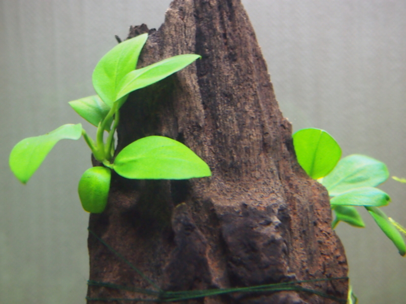 f:id:moory_ebioka:20120922124926j:plain f:id:moory_ebioka:20120922124926j:plain
