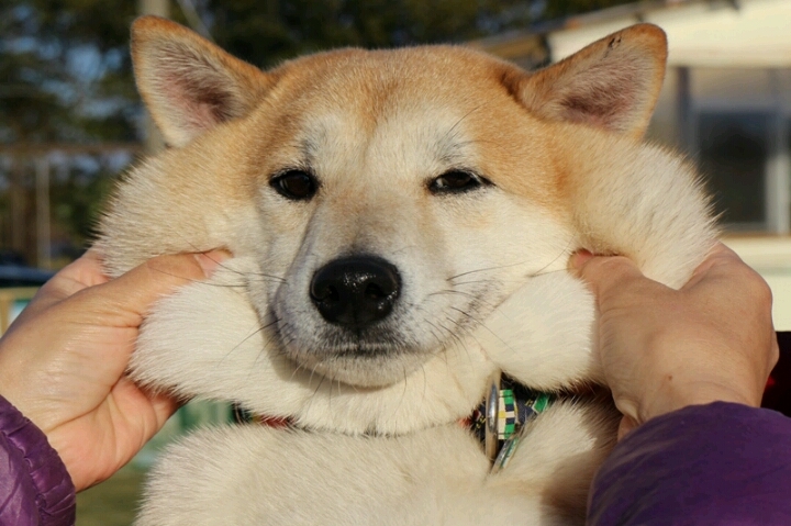 画像 : 柴犬のほっぺはよく伸びる! おもしろ画像集 - NAVER まとめ