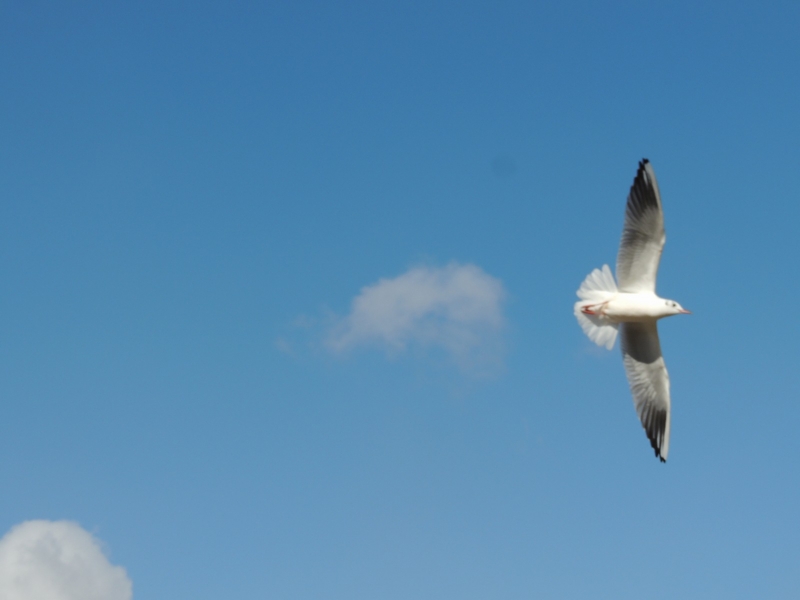 f:id:morimika:20150127204520j:plain f:id:morimika:20150127204520j:plain