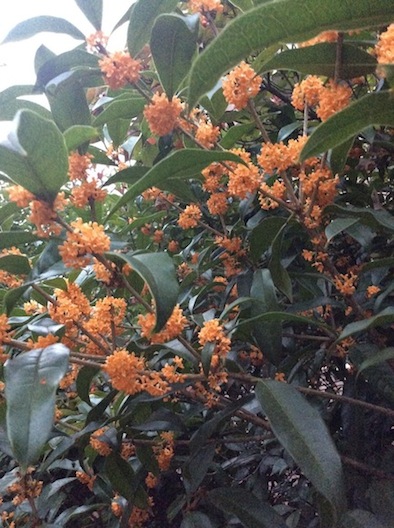 f:id:morinohitohealing:20150927214427j:plain f:id:morinohitohealing:20150927214427j:plain