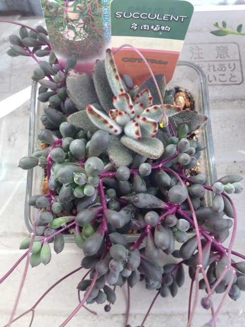 f:id:moro7070:20150119004900j:plain