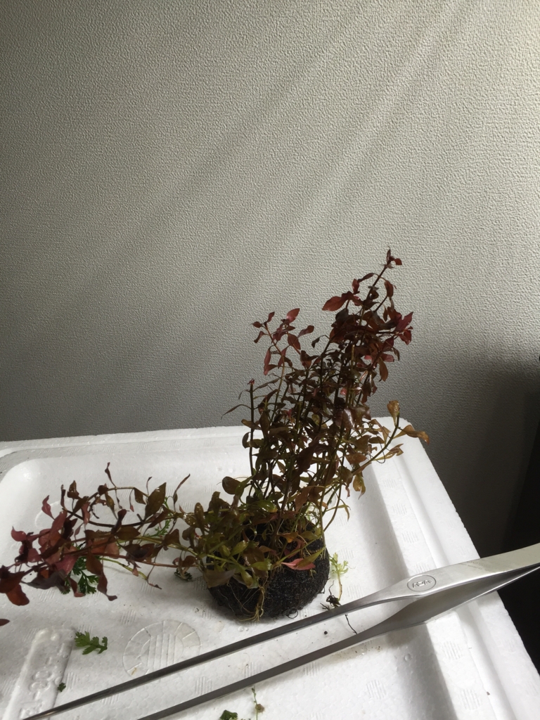 f:id:moyakko:20160407002224j:plain f:id:moyakko:20160407002224j:plain