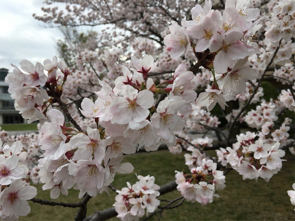 f:id:msasaki0418:20160404062116j:image f:id:msasaki0418:20160404062116j:image