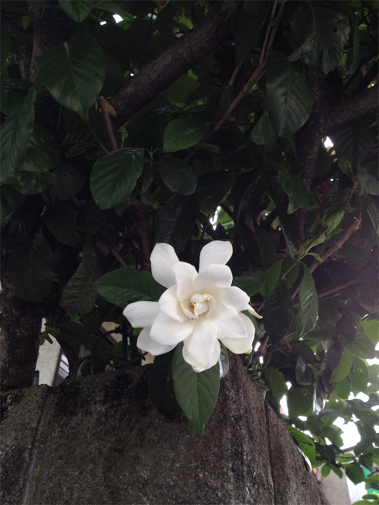 f:id:msjtjk:20160311133305j:image