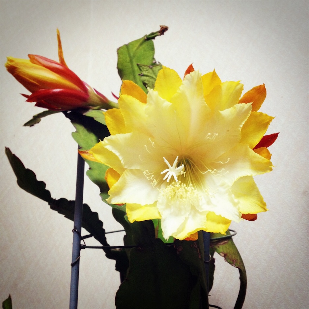 f:id:msjtjk:20160311153934j:image f:id:msjtjk:20160311153934j:image