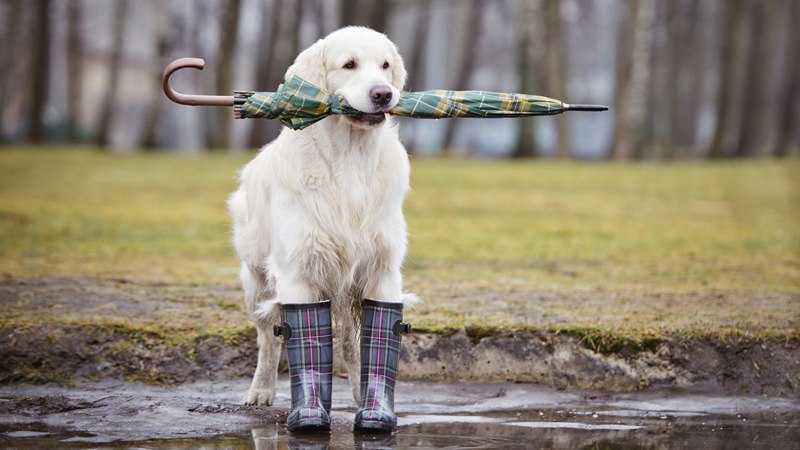 雨でも休めない犬の散歩