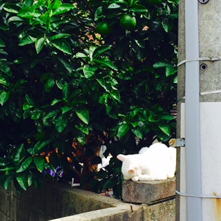 f:id:mssr:20151024134516j:plain f:id:mssr:20151024134516j:plain