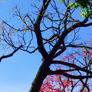 f:id:mssr:20151112130715j:plain f:id:mssr:20151112130715j:plain