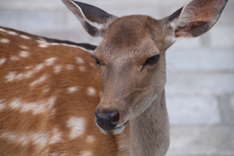 f:id:msz-x:20110717143621j:image:w360