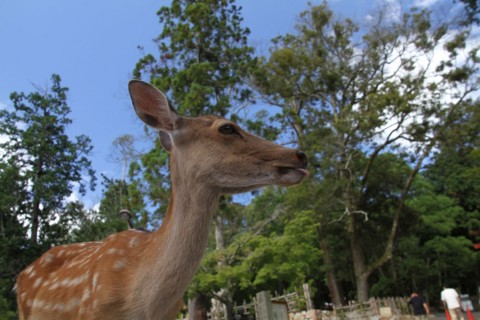 f:id:msz-x:20110717143709j:image:w360