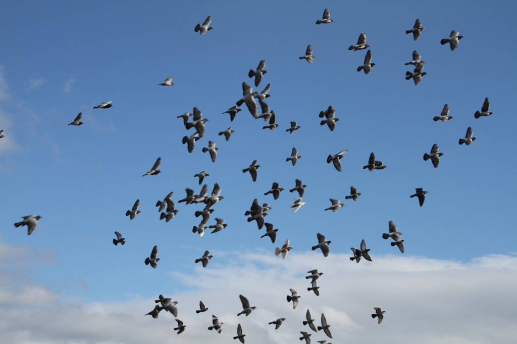 f:id:msz-x:20160110135612j:plain