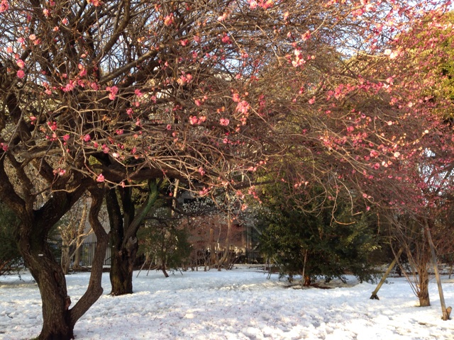 f:id:mtakano:20140209203145j:plain f:id:mtakano:20140209203145j:plain