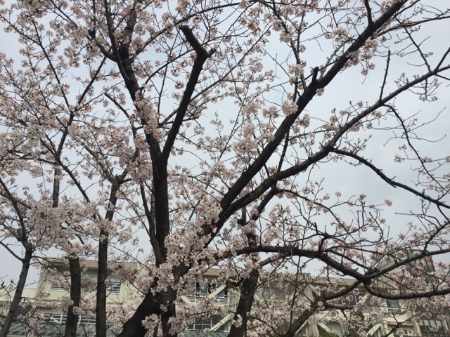 f:id:mtakano:20150401192634j:image f:id:mtakano:20150401192634j:image