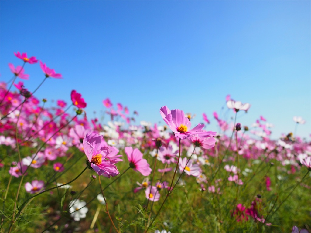 f:id:muchikin:20151027055821j:image f:id:muchikin:20151027055821j:image