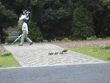 f:id:mukunokiy0725:20060626122601j:image