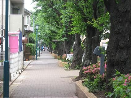 f:id:mukunokiy0725:20080524145513j:image:left