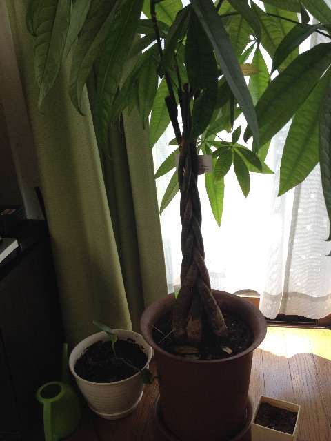 f:id:munimunihakase:20150527124719j:image f:id:munimunihakase:20150527124719j:image