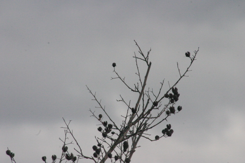 f:id:munosan:20150330130441j:plain f:id:munosan:20150330130441j:plain