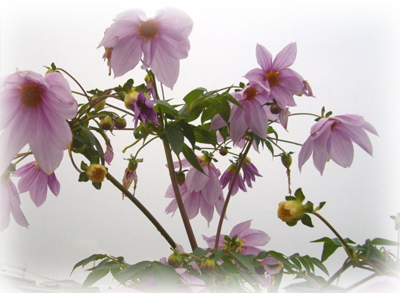 f:id:mursakisikibu:20121128174747j:image:w360:left