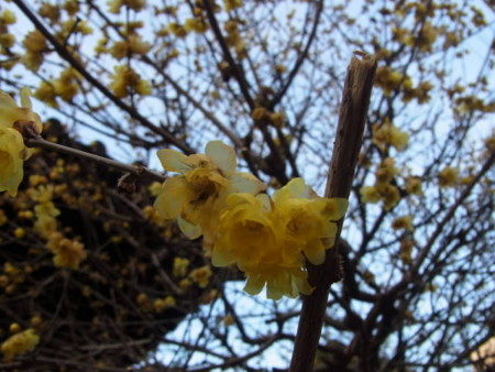 f:id:musokamui:20110223160648j:image f:id:musokamui:20110223160648j:image