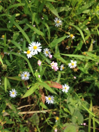 f:id:musokamui:20140923103212j:plain f:id:musokamui:20140923103212j:plain