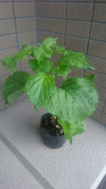 f:id:muuhamu:20160702145246j:image f:id:muuhamu:20160702145246j:image