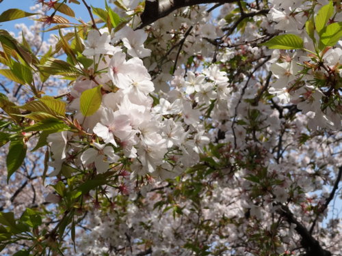 f:id:muukufu:20140405223747j:image:w300 f:id:muukufu:20140405223747j:image:w300