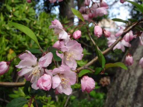 f:id:muukufu:20140405223754j:image:w300 f:id:muukufu:20140405223754j:image:w300