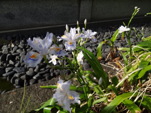 f:id:muukufu:20140405224834j:image:w300 f:id:muukufu:20140405224834j:image:w300