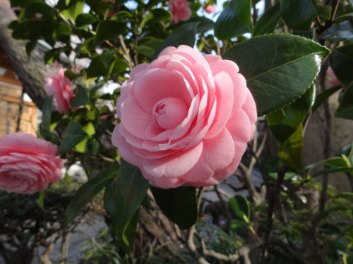 f:id:muukufu:20140405224842j:image:w300 f:id:muukufu:20140405224842j:image:w300
