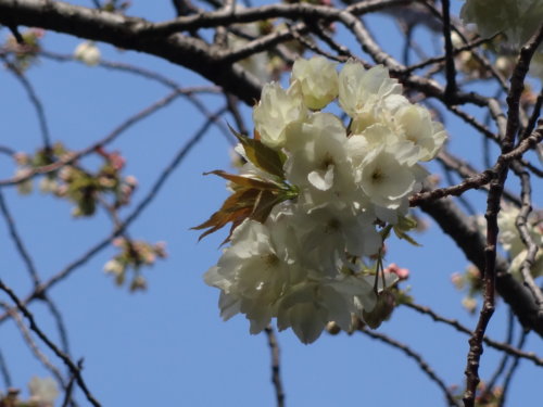 f:id:muukufu:20140405232100j:image:w300 f:id:muukufu:20140405232100j:image:w300
