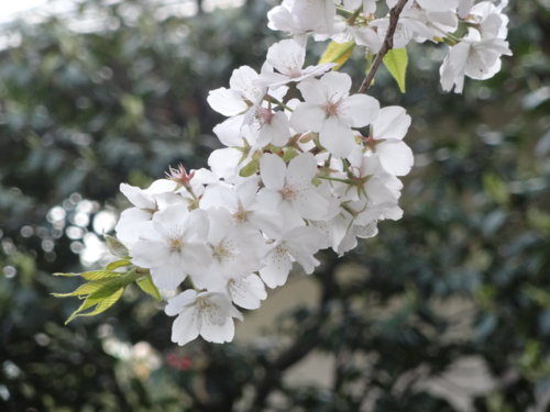 f:id:muukufu:20140405232210j:image:w300 f:id:muukufu:20140405232210j:image:w300