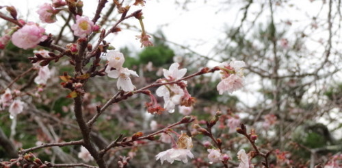 f:id:muukufu:20150106214207j:plain f:id:muukufu:20150106214207j:plain