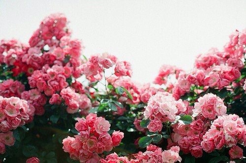 f:id:muuu295:20150401224246j:plain f:id:muuu295:20150401224246j:plain